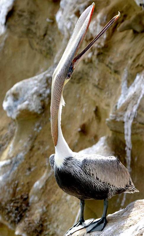 IMG_7610pelicans.jpg