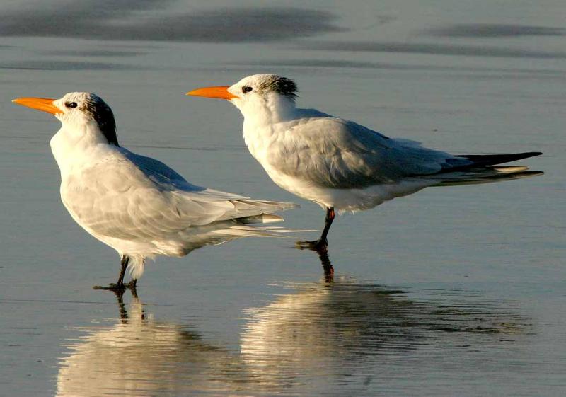 IMG_1376 terns.jpg