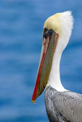 IMG_7569 pelicans.jpg