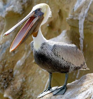 IMG_7611 pelicans.jpg