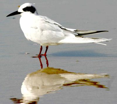 IMG_7726 terns.jpg