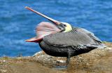 IMG_7565pelican.jpg