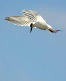 IMG_1494se_a.jpg