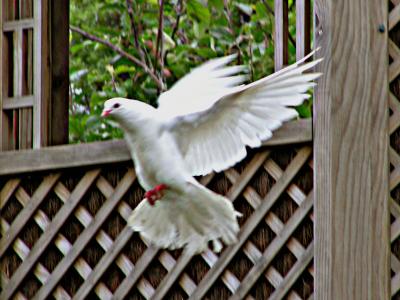 Flying pigeon.jpg
