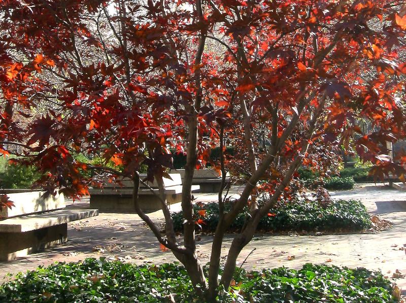 Japanese Red Leaf Maple