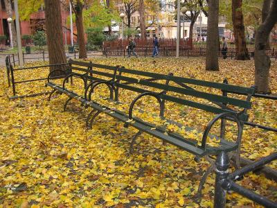 Park Bench Surrounded by Yellow Leaves