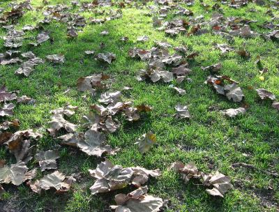 Sycamore Leaves on the Grass