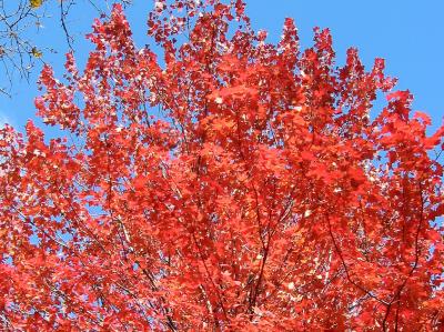 Maple Tree Top