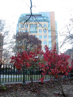 Burning Bushes & NYU Student Center