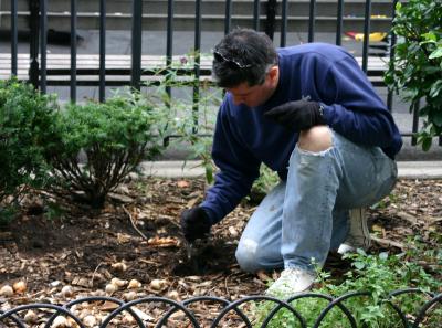 Getting Ready for Next Spring - Planting Tulip Bulbs