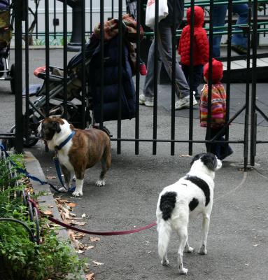 Patient Dogs at the Toddlers Play Area in Washington Square Park