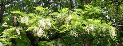 Black Locust Tree Blossoms