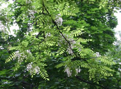 Black Locust Tree Blossoms