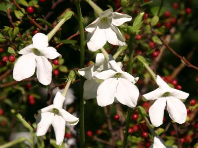 Nicotiana