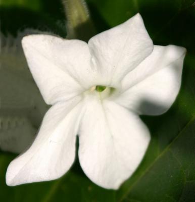 Nicotiana