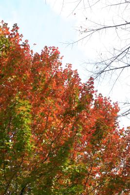 Maple