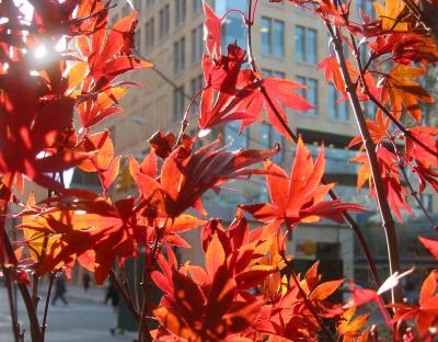 Japanese Red Maple & NYU Student Affairs Bldg WSS at LaGuardia Place