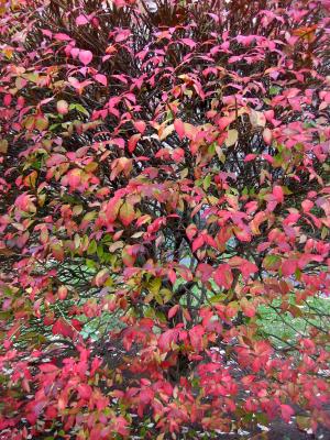 Burning Bush