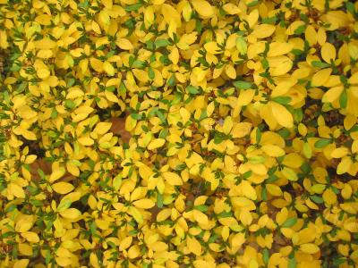 Azalea Foliage