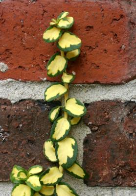 Euonymus Type Vine at  NYU Law School