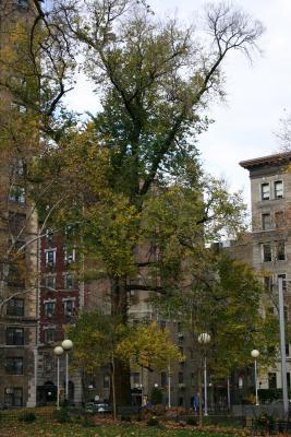 English Elm Northwest Corner of  Washington Square Park