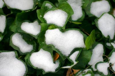  Snow on Ivy