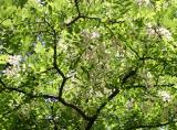 Black Locust Tree Blossoms