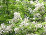 Black Locust Tree Blossoms