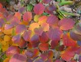  Fothergilla major