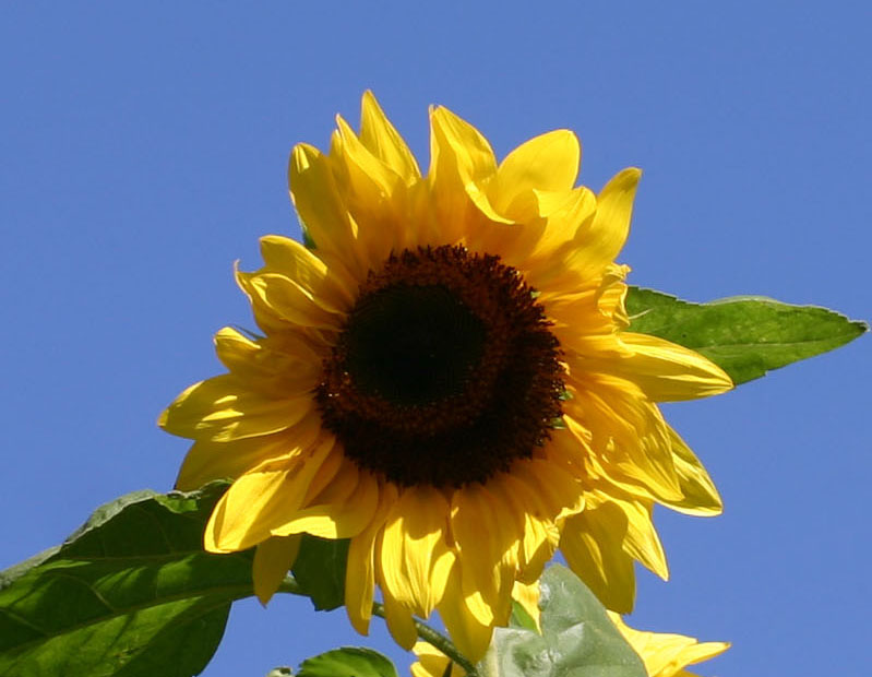 Sunflower - Helianthus