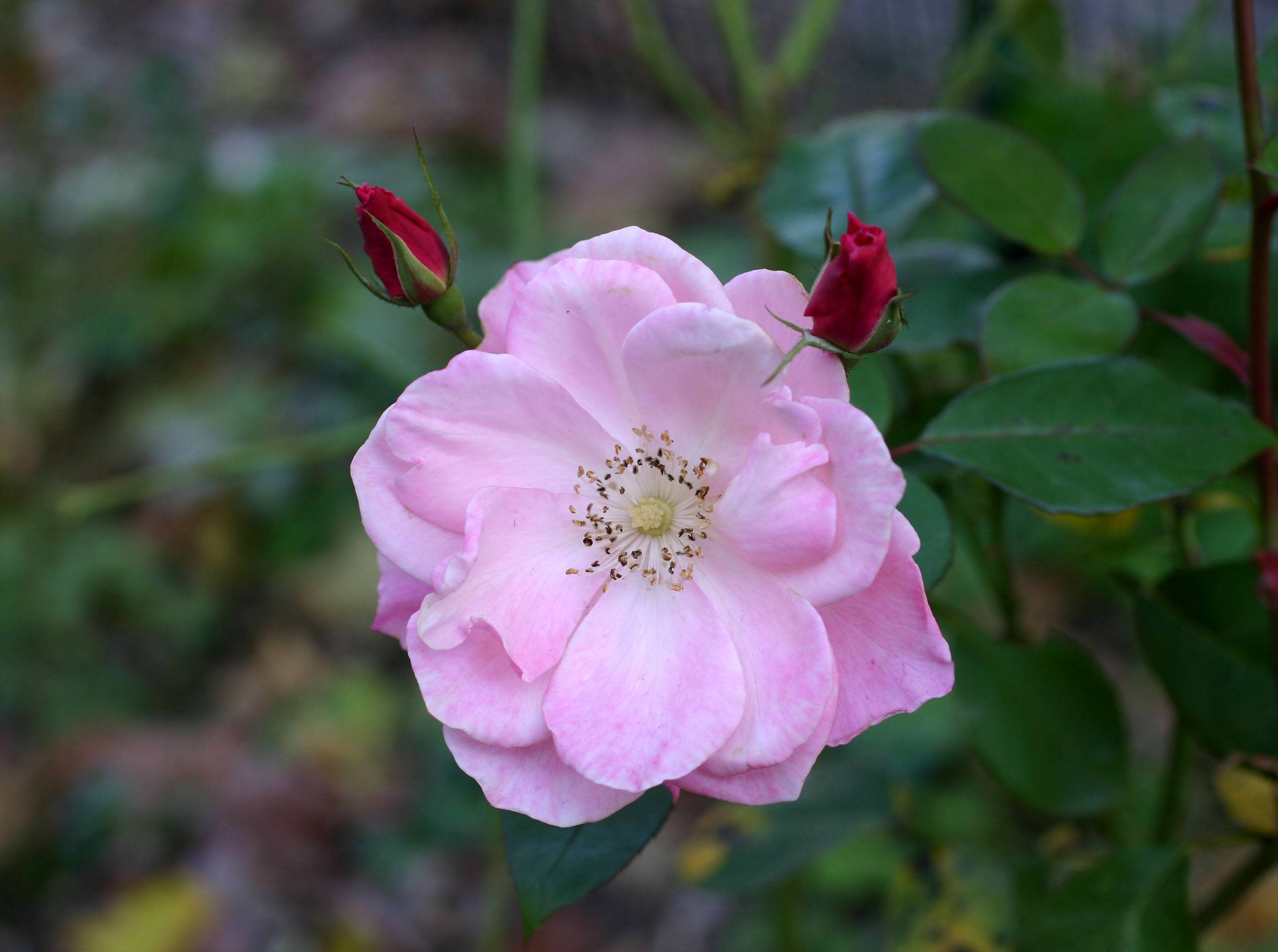 Pink Rose