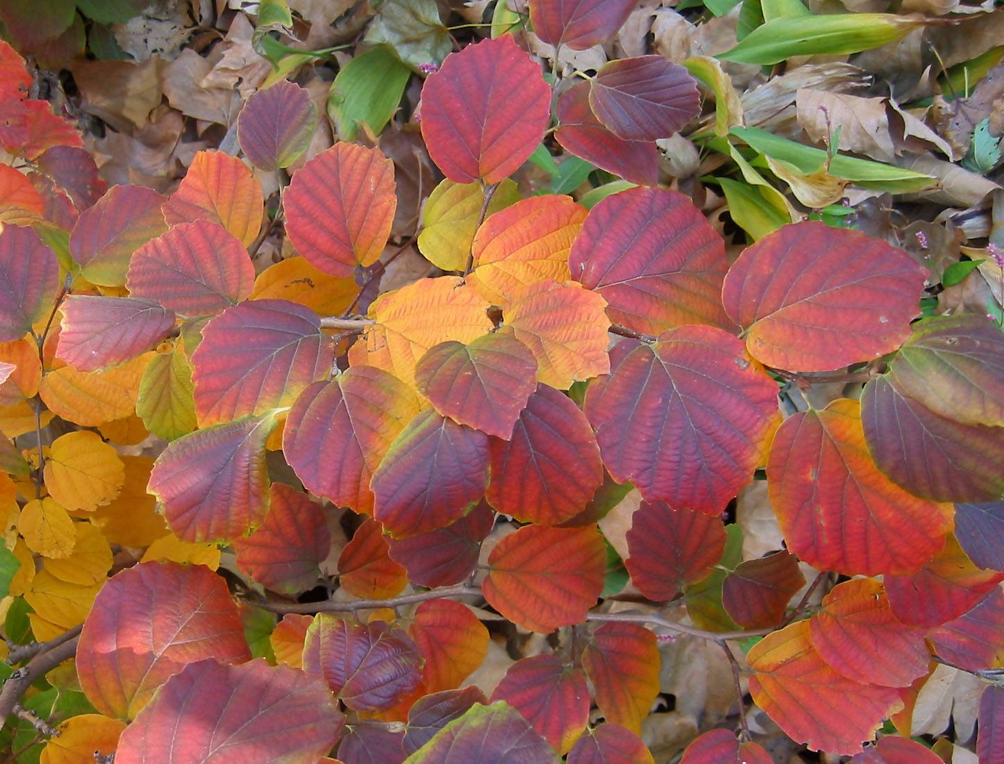 Fothergilla major