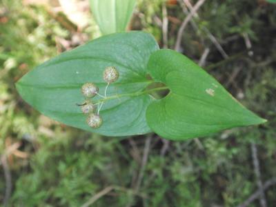 Maianthemum-bifolium.jpg