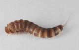 Attagenus-pellio-larva.jpg