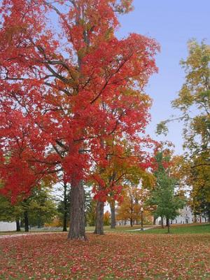 Autumn trees and leaves