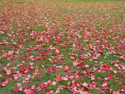 Autumn leaves