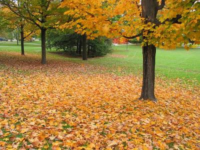 Autumn tree and leaves