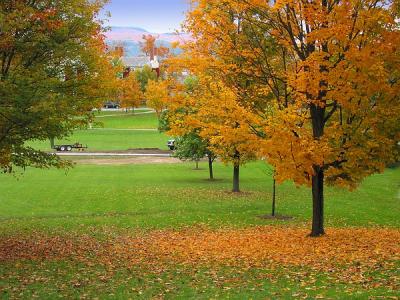 Autumn trees and leaves