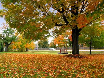 Autumn trees and leaves