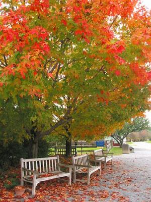 Autumn tree and leaves