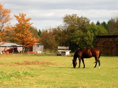 Horse in sunshine Charlotte