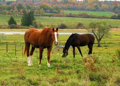 Horses in Charlotte