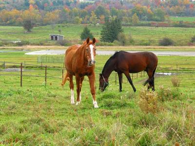 Horses in Charlotte
