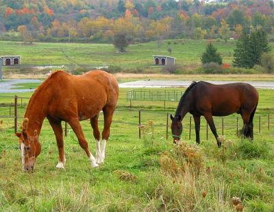 Horses in Charlotte