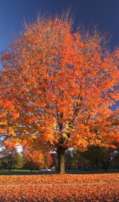 101604_CRW_5114.jpg