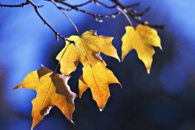 101604_CRW_5137.jpg