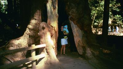 Cave Tree