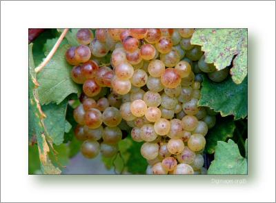 Grape harvest - Vendanges