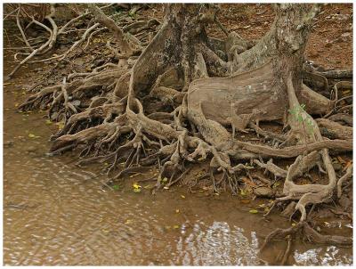 the root system : a sign of age, or a symbol of villagers spreading out/moving away from the truck