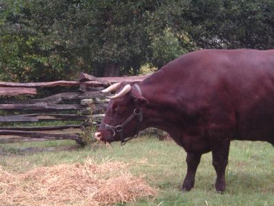 Animals - Colonial Williamsburg, Virginia